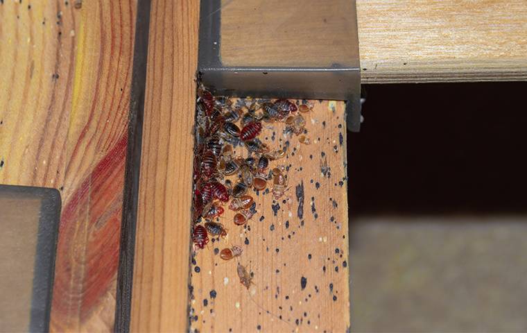 bed bugs infesting a bed frame