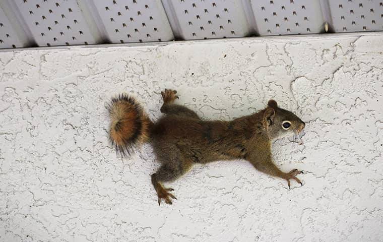 a squirrel in a car port