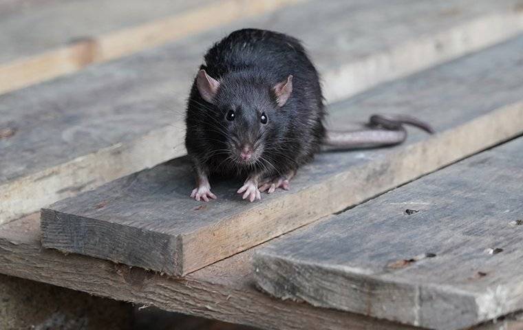 black rat