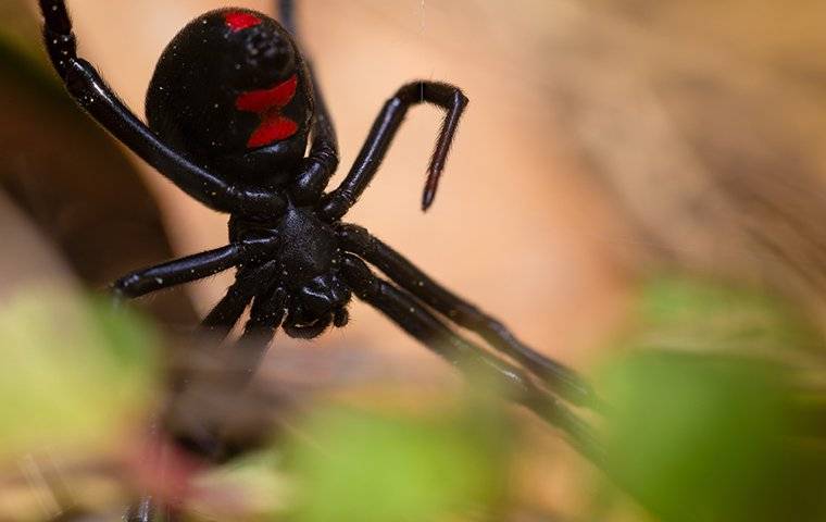 black widow