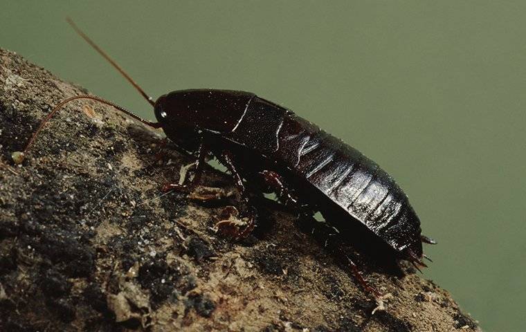 cockroach