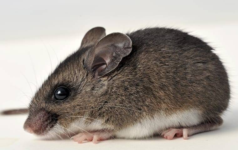 Deer mouse