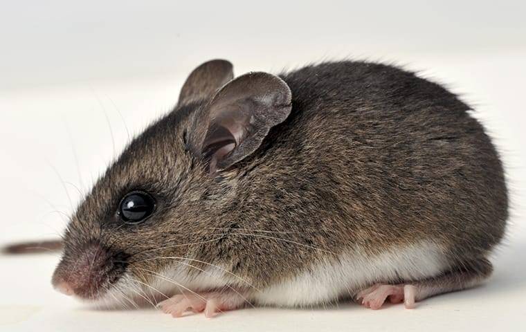 deer mouse rodent