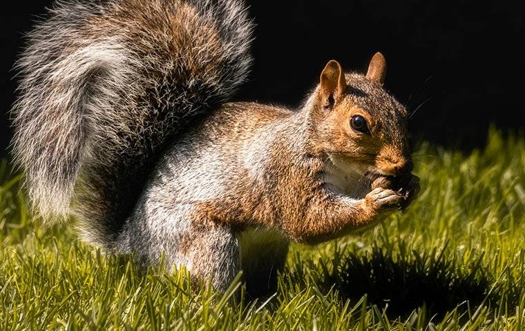 gray squirrel