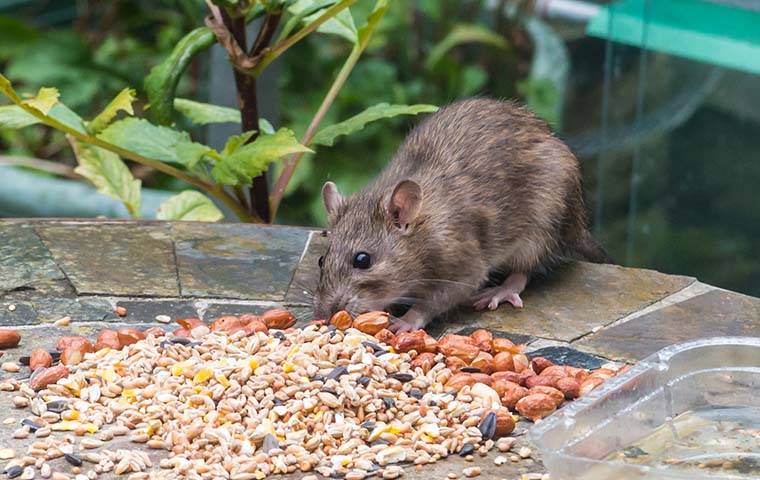 rat eating seeds on the table