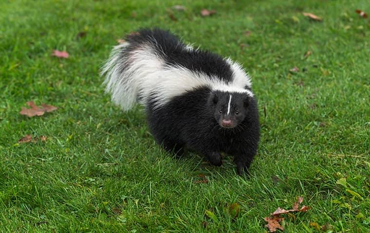 Skunk