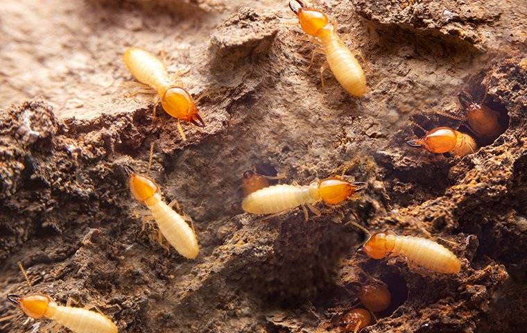 termite activity in wooden wall