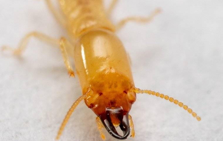 termite