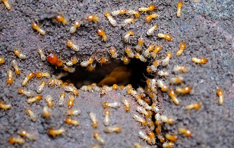 termite infestation