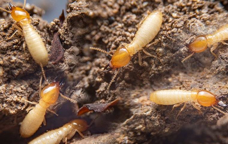 termites