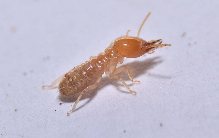 termite